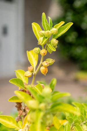 Saint Gallen, Switzerland, September 13, 2025 Withania Somnifera or ashwagandha plant at the...