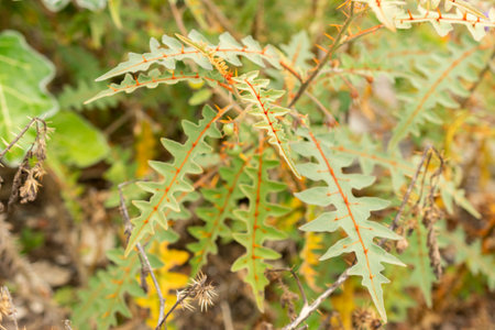 Saint Gallen, Switzerland, September 13, 2025 Solanum Pyracanthos or porcupine plant at the...