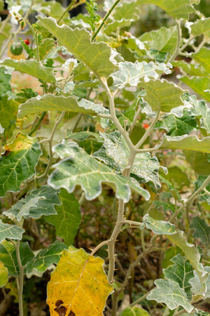 Saint Gallen, Switzerland, September 13, 2025 Solanum Marginatum or purple african nightshade plant...