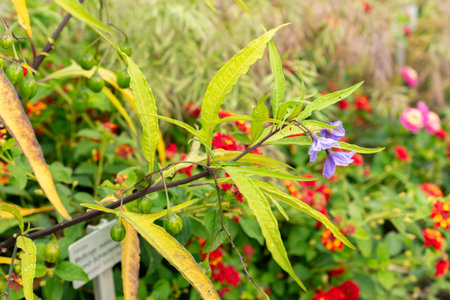 Saint Gallen, Switzerland, September 13, 2025 Solanum Laciniatum or poroporo plant at the botanical gardenの写真素材