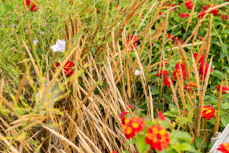 Saint Gallen, Switzerland, September 13, 2025 Gastridium Ventricosum or nit grass plant at the botanical gardenの写真素材