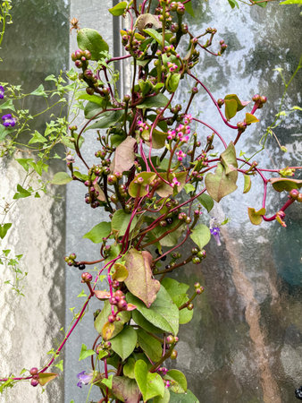 Saint Gallen, Switzerland, September 13, 2025 Basella Alba or malabar spinach plant at the botanical gardenの写真素材