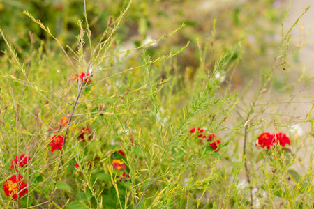 Saint Gallen, Switzerland, September 13, 2025 Nierembergia Scoparia or cupflower plant at the botanical gardenの写真素材