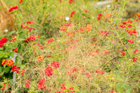 Saint Gallen, Switzerland, September 13, 2025 Agrostis Nebulosa or cloud grass plant at the botanical gardenの写真素材