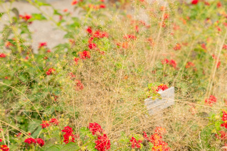 Saint Gallen, Switzerland, September 13, 2025 Agrostis Nebulosa or cloud grass plant at the botanical gardenの写真素材