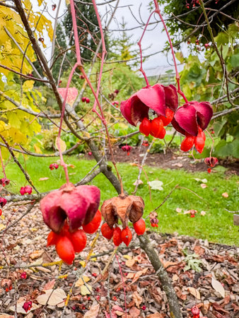 Saint Gallen, Switzerland, September 13, 2025 Euonymus Planipes or flat stalked spindle plant at the botanical gardenの写真素材