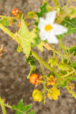 Saint Gallen, Switzerland, September 13, 2025 Solanum Sisymbriifolium or vila vila plant at the botanical gardenの写真素材