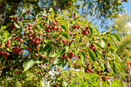Zurich, Switzerland, September 15, 2025 Malus Hupehensis or chinese crab apple plant at the botanical gardenの写真素材
