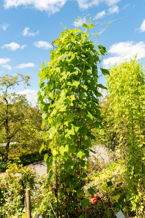 Zurich, Switzerland, September 15, 2025 Sicyos Edulis or chayote plant at the botanical garden