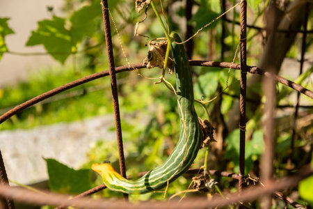 Zurich, Switzerland, September 15, 2025 Trichosanthes Cucumerina var Anguina or snake gourd plant at the botanical gardenの写真素材