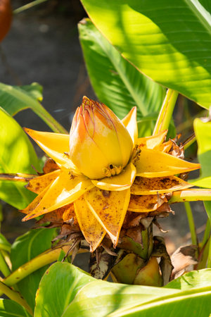 Zurich, Switzerland, September 15, 2025 Musella Lasiocarpa or golden lotus banana plant at the botanical gardenの写真素材