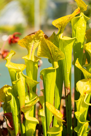 Zurich, Switzerland, September 15, 2025 Sarracenia Flava or yellow pitcher plant at the botanical gardenの写真素材