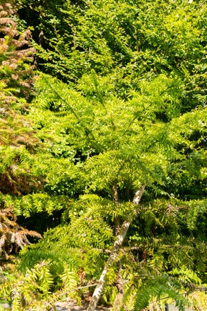 Zurich, Switzerland, September 15, 2025 Araucaria Bidwillii or bunya pine plant at the botanical gardenの写真素材