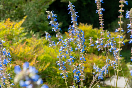 Zurich, Switzerland, September 15, 2025 Salvia Uliginosa or bog sage plant at the botanical gardenの写真素材