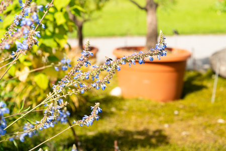 Zurich, Switzerland, September 15, 2025 Salvia Uliginosa or bog sage plant at the botanical gardenの写真素材