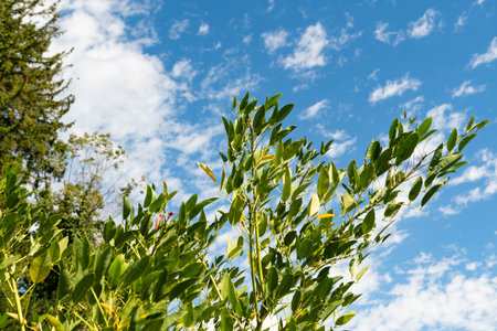 Zurich, Switzerland, September 15, 2025 Erythrina Crista Galli or cockspur coral tree plant at the...