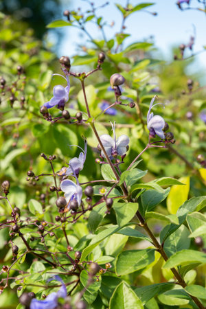 Zurich, Switzerland, September 15, 2025 Clerodendrum Ugandense or butterfly bush plant at the botanical gardenの写真素材