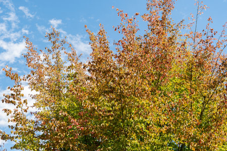 Zurich, Switzerland, September 15, 2025 Parrotia Persica or persian ironwood plant at the botanical...