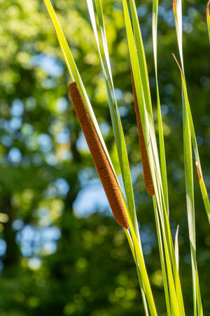Zurich, Switzerland, September 15, 2025 Typha Angustifolia or lesser bulrush plant at the botanical gardenの写真素材