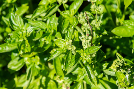 Zurich, Switzerland, September 15, 2025 Ocimum Basilicum Genovese or basil plant at the botanical gardenの写真素材