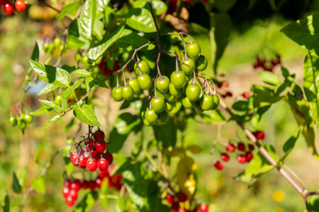 Zurich, Switzerland, September 15, 2025 Solanum Dulcamara or bittersweet plant at the botanical gardenの写真素材