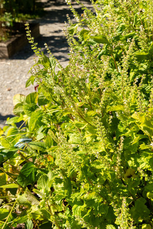 Zurich, Switzerland, September 15, 2025 Perilla Frutescens var Crispa or deulkkae plant at the...