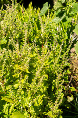 Zurich, Switzerland, September 15, 2025 Perilla Frutescens var Crispa or deulkkae plant at the...