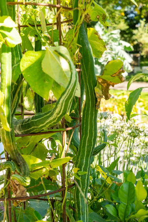 Zurich, Switzerland, September 15, 2025 Trichosanthes Cucumerina or snake gourd plant at the botanical gardenの写真素材