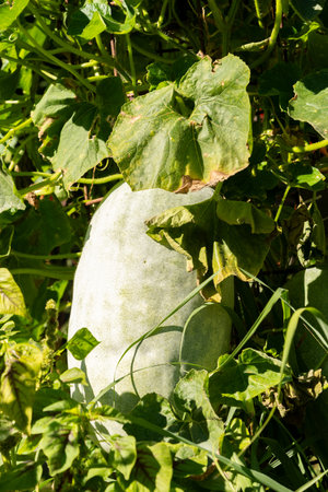 Zurich, Switzerland, September 15, 2025 Benincasa Hispida or wax gourd plant at the botanical gardenの写真素材