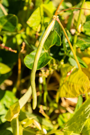 Zurich, Switzerland, September 15, 2025 Vigna Unguiculata ssp Sesquipedalis or cowpea plant at the...