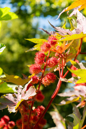 Zurich, Switzerland, September 15, 2025 Ricinus Communis Carmencita or castor oil plant at the...