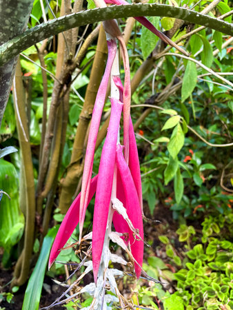 Zurich, Switzerland, September 15, 2025 Billbergia Zebrina plant at the botanical garden