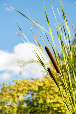 Zurich, Switzerland, September 15, 2025 Typha Angustifolia or lesser bulrush plant at the botanical...