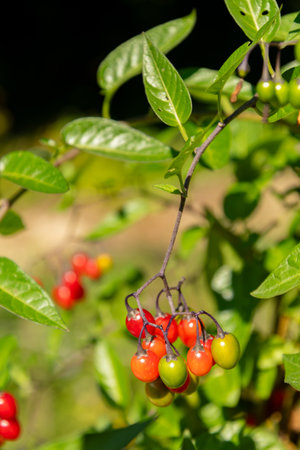 Zurich, Switzerland, September 15, 2025 Solanum Dulcamara or bittersweet plant at the botanical gardenの写真素材