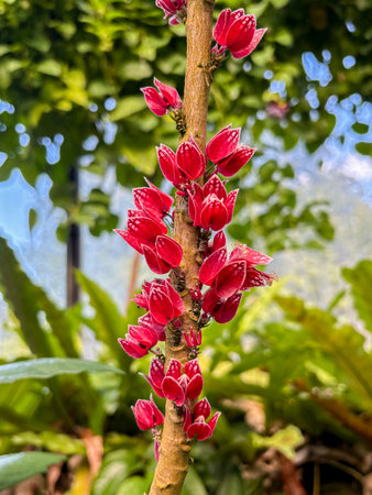 Zurich, Switzerland, September 15, 2025 Pavonia Cauliflora plant at the botanical garden