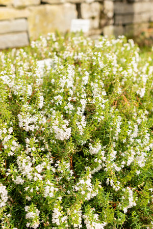 Saint Gallen, Switzerland, October 19, 2025 Satureja Spicigera or creeping savory plant at the botanical gardenの写真素材