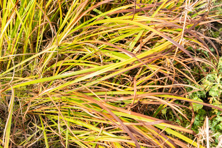 Saint Gallen, Switzerland, October 19, 2025 Iris Graminea or grass leaved iris plant at the...
