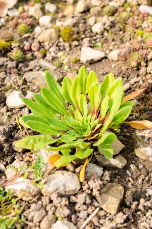 Saint Gallen, Switzerland, October 19, 2025 Androsace Strigillosa plant at the botanical garden