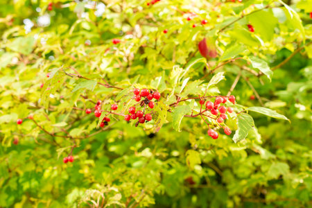 Saint Gallen, Switzerland, October 19, 2025 Viburnum Sargentii plant at the botanical garden