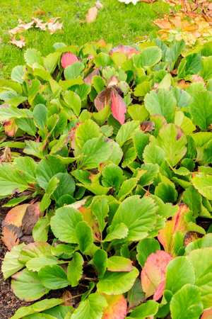 Saint Gallen, Switzerland, October 19, 2025 Bergenia Cordifolia or leather bergenia plant at the botanical gardenの写真素材