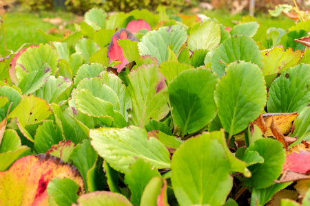 Saint Gallen, Switzerland, October 19, 2025 Bergenia Cordifolia or leather bergenia plant at the...