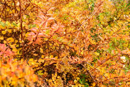Saint Gallen, Switzerland, October 19, 2025 Spiraea Nipponica plant at the botanical garden