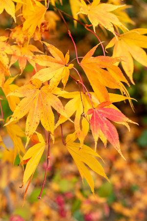 Saint Gallen, Switzerland, October 19, 2025 Acer tree at the botanical garden