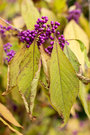 Saint Gallen, Switzerland, October 19, 2025 Callicarpa Bodinieri var Giraldii or bodiniers beautyberry plant at the botanical gardenの写真素材