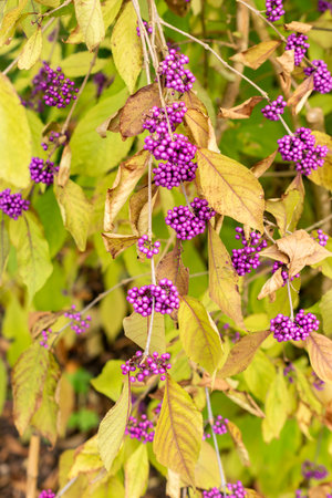 Saint Gallen, Switzerland, October 19, 2025 Callicarpa Bodinieri var Giraldii or bodiniers beautyberry plant at the botanical gardenの写真素材