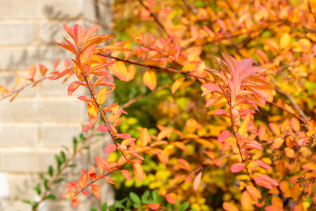 Saint Gallen, Switzerland, October 19, 2025 Spiraea Nipponica plant at the botanical gardenの写真素材