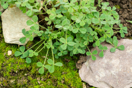 Saint Gallen, Switzerland, October 19, 2025 Trifolium Smyrnaeum plant at the botanical garden
