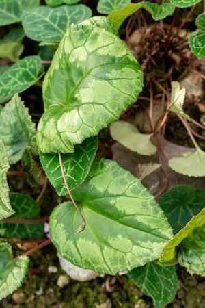 Saint Gallen, Switzerland, October 19, 2025 Cyclamen Africanum plant at the botanical gardenの写真素材