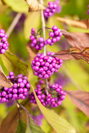 Saint Gallen, Switzerland, October 19, 2025 Callicarpa Bodinieri var Giraldii or bodiniers beautyberry plant at the botanical gardenの写真素材