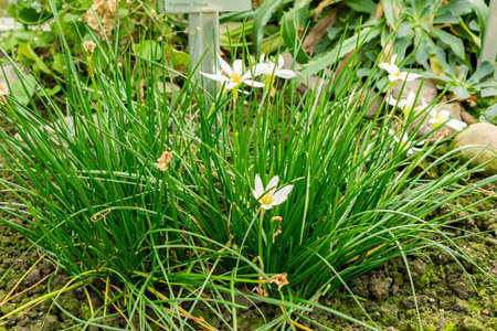 Saint Gallen, Switzerland, October 19, 2025 Zephyranthes Candida or peruvian swamp lily plant at the...